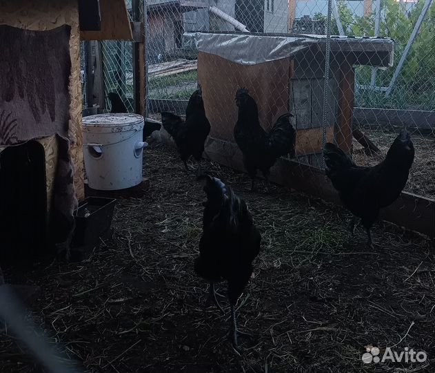 Петухи Ухейилюй на племя