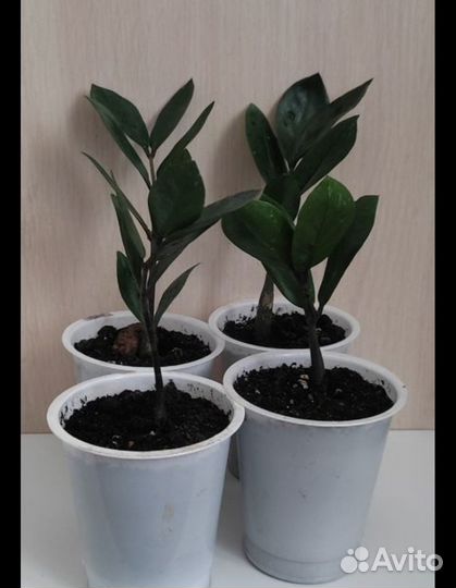 Замиокулькас