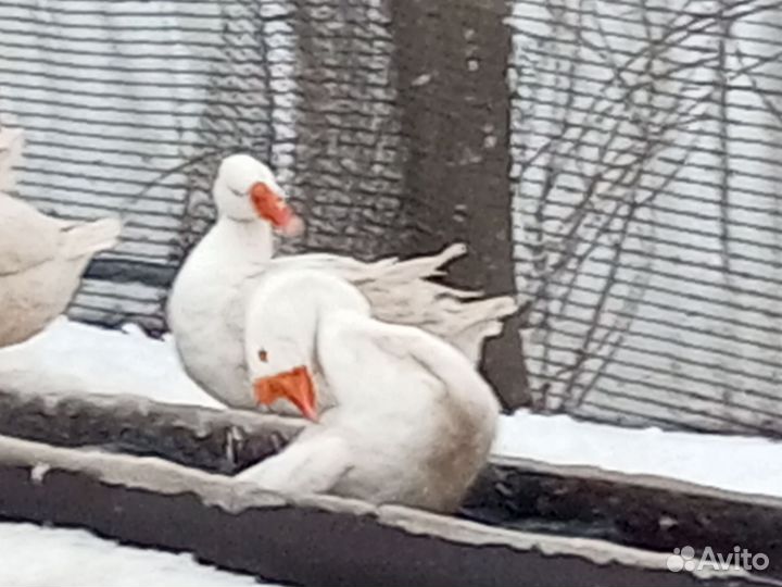 Гуси взрослые