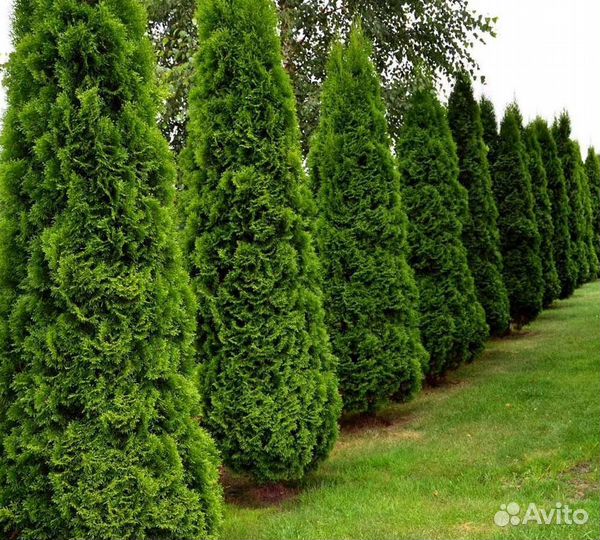 Туи вип класса