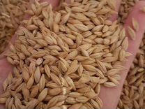 Зерно ячмень и пшеница