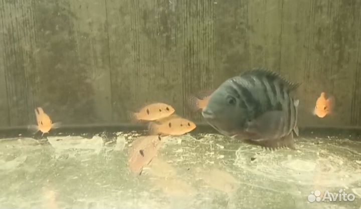 Хромис красавец