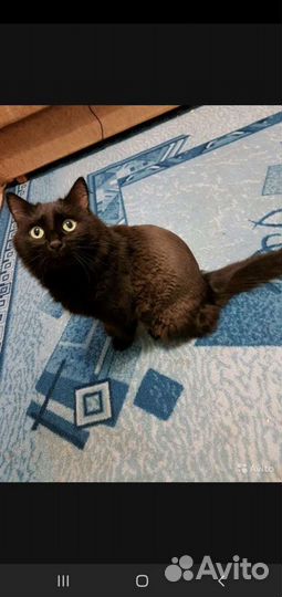 Стрижка кошек