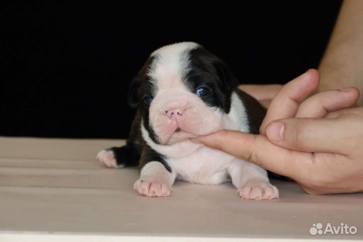 Бостон терьер(мальчик)