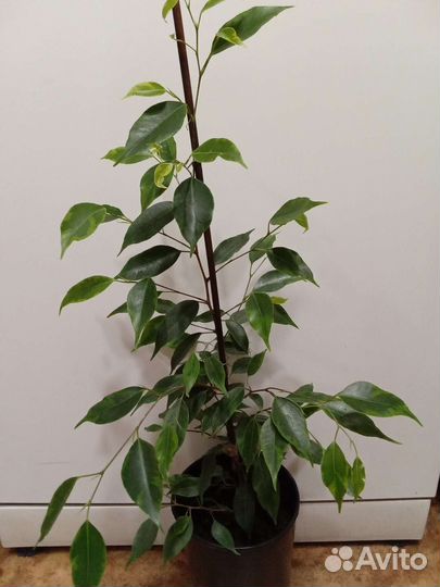 Комнатные растения и цветы. Фикус. Коса