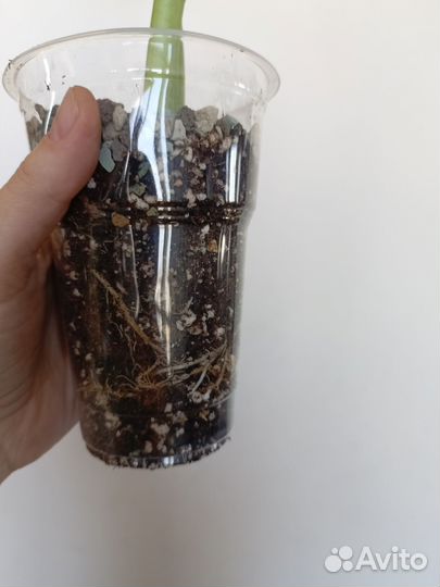 Алоказия Опал Бьюти