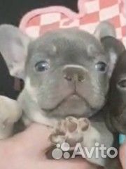 Голубой французский бульдог
