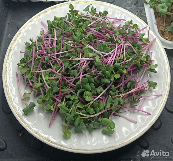 Микрозелень на заказ