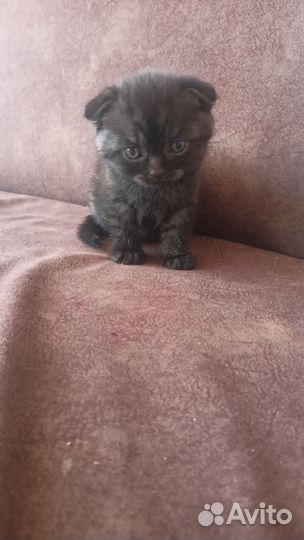 Шотландский вислоухий котик