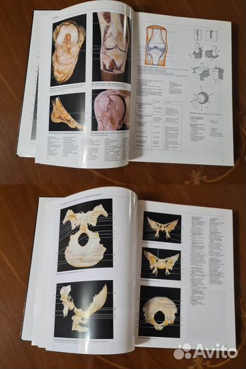 Большой Атлас по Анатомии