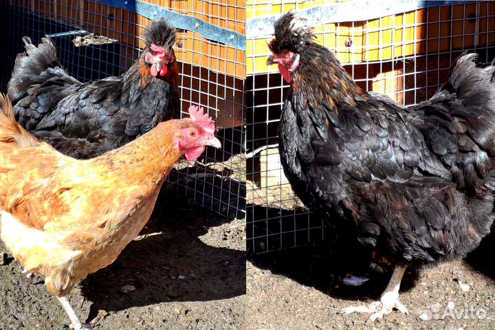 Инкубационное яйцо кур несущих цветные яйца