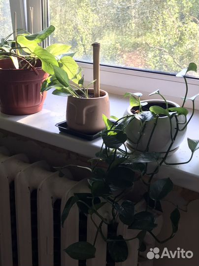 Эпипремнум золотистый