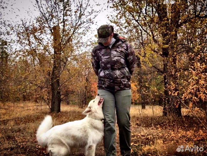 Дрессировка и Зоопсихология (Кинолог+Ветеринар)