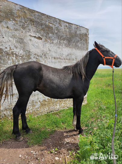 Жеребец 2.3года