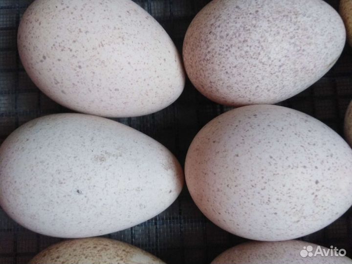 Яйцо гуся, индейки, несушки от своего стада