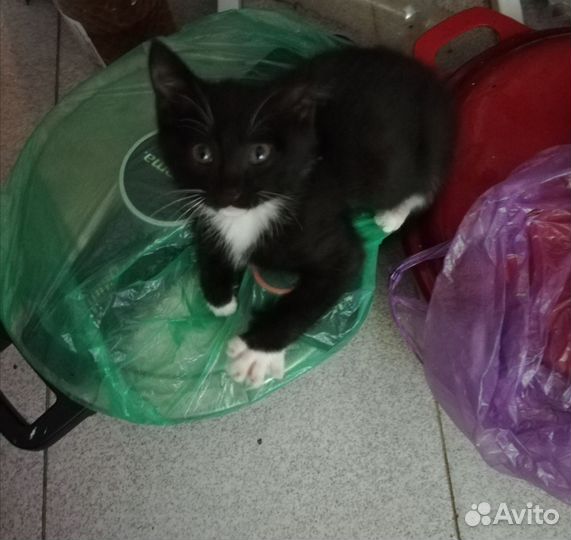 Кошечка 4 месяца