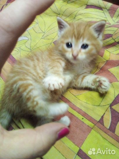 Котёнок подкидош девочка