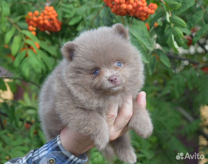 Померанский шпиц лиловая