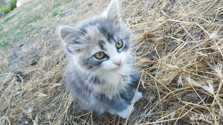 Обычная кошка