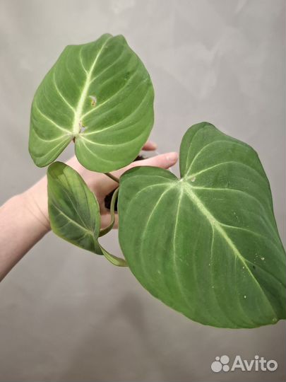 Филодендрон глориозум