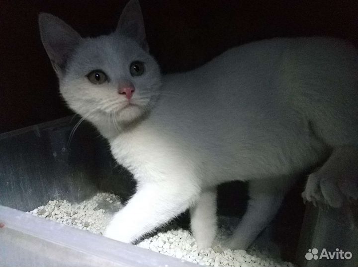 Котик и кошечка