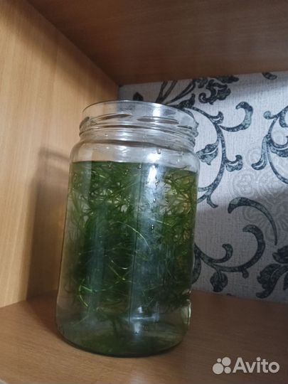 Аквариумные растения