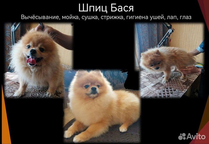 Грумер-универсал