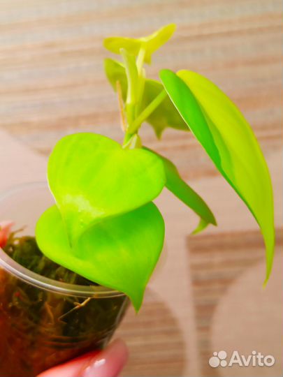 Эпипремнум & Филодендрон