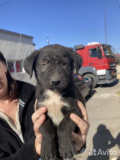 Щенок в добрые руки бесплатно