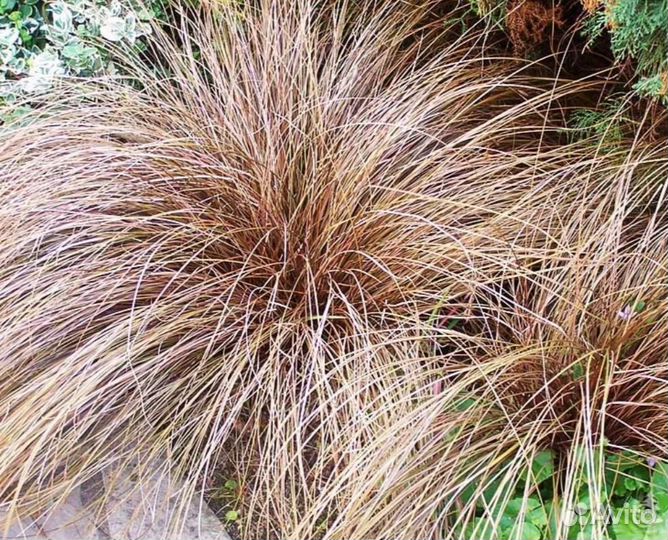 Злаковые-Мискантус зебрину, осоки разные