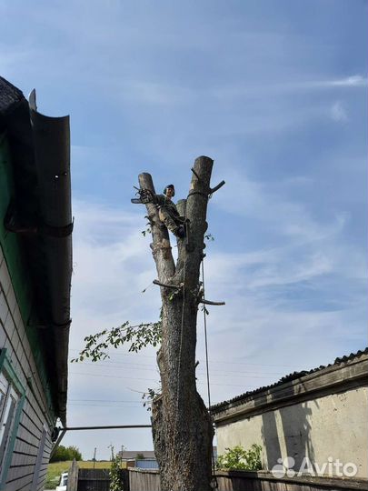 Спил деревьев