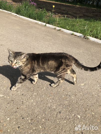 Котик бесплатно в добрые руки