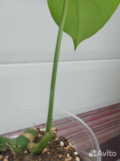 Монстера лемон минт lemon mint