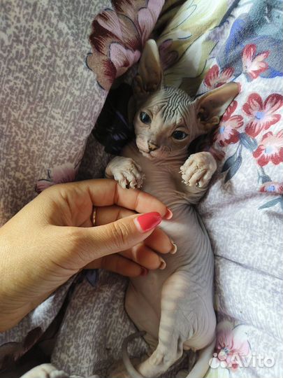 Донской сфинкс котята