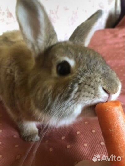 Кролик с клеткой