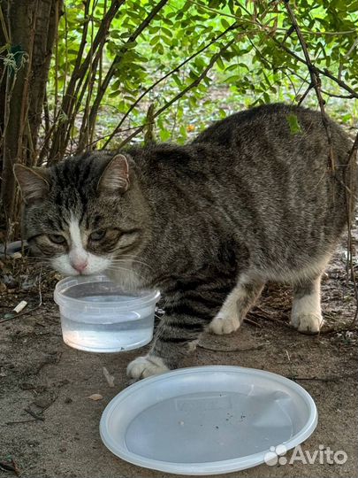 Котята в добрые руки бесплатно