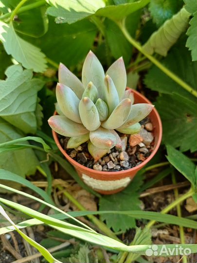 Суккуленты