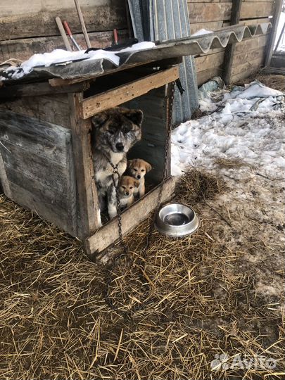 Отлам щенков
