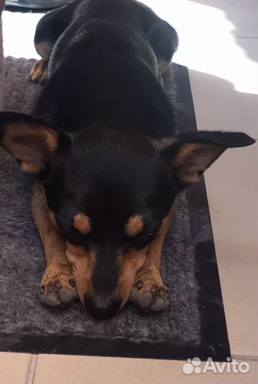 Вязка Той-терьер