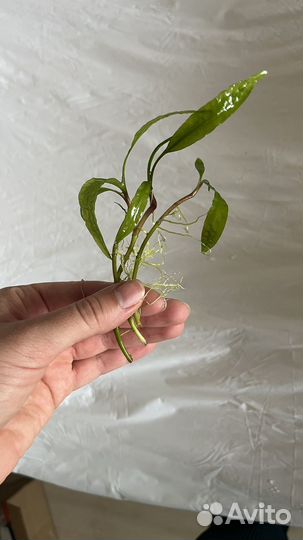 Аквариумное растение Криптокорина, мох