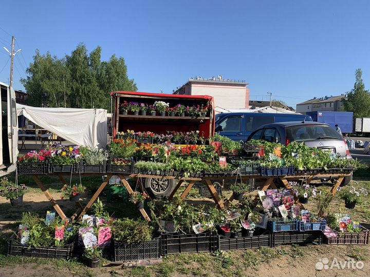Рассада