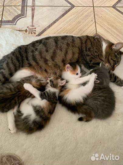 Котята в добрые руки