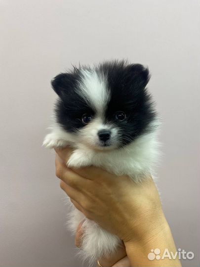 Померанский шпиц