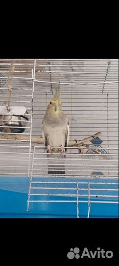 Попугай корелла с клеткой