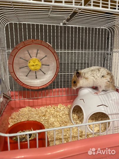 Хомяк с клеткой