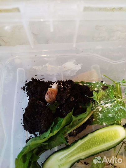 Улитка архахатина Сп. Бенин