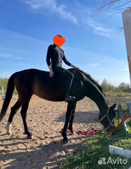 Лошадь в аренду конкур,прогулки