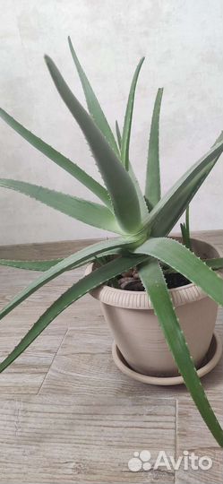 Алоэ вера настоящий крупный