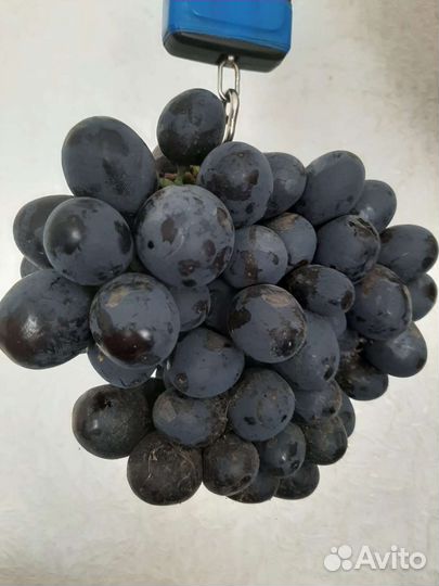 Саженцы и черенки винограда