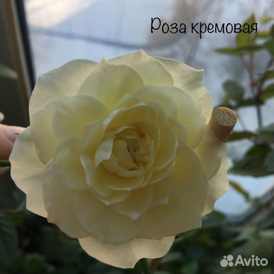 Розы комнатные ароматные